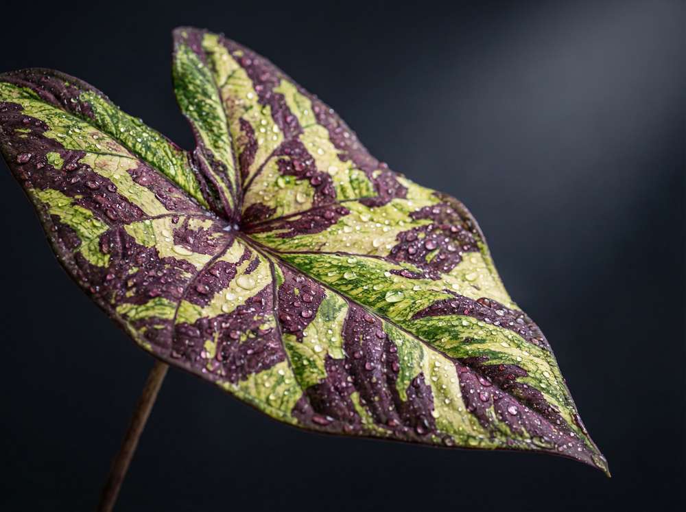 看片植物测评视频