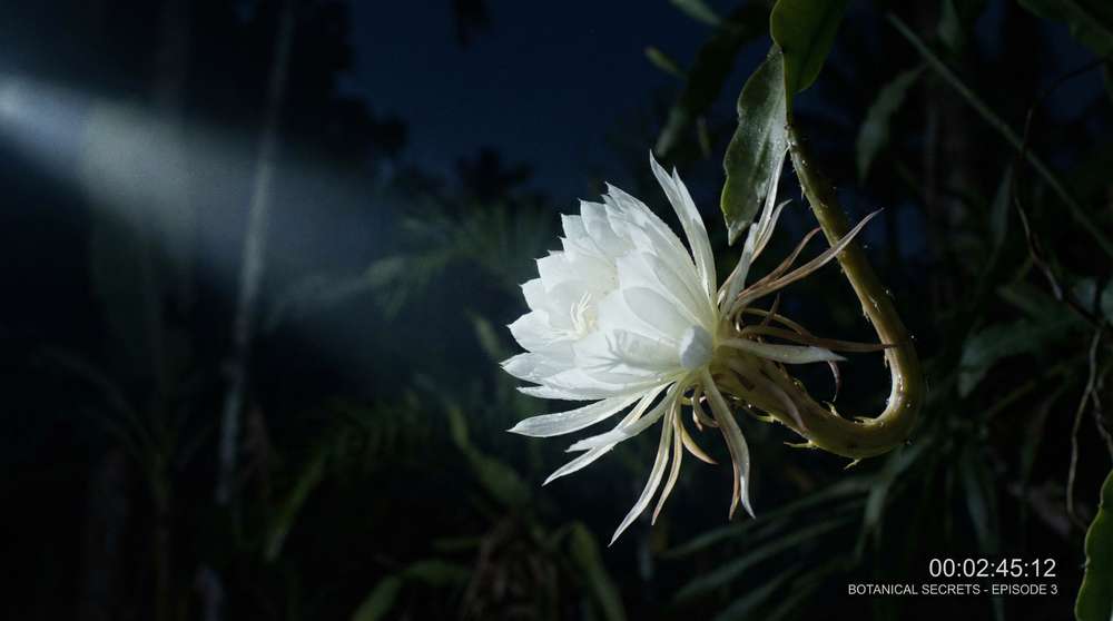 看片植物视频-夜间开花延时摄影